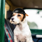 Casco y gafas de moto para perros