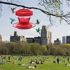 Comedero para colibríes a prueba de abejas con posadero - Capacidad 473 ml