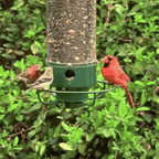 Comedero para pájaros a prueba de ardillas con percha giratoria