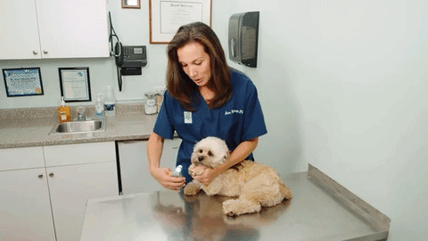 Cortaúñas para perros con luz de seguridad y sensor