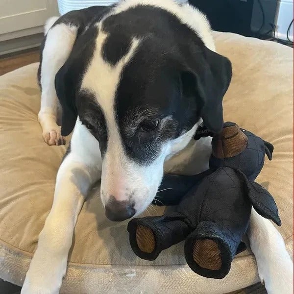 Juguete ultraresistente para perros mordedores intensos - Diseño de oso reforzado